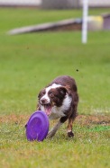 Bailey races for the frisbee at the Fall UpDog Trial at Crocus Obedience & Kennel Club. (Chelsea Kemp/The Brandon Sun)