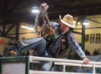 A saddle bronc rider springs into the saddle at the Killarney Rippin Roarin Bull Riding event at the Shamrock Centre Saturday evening. The event featured almost 40 cowboys from Manitoba, Saskatchewan and the United States competing in Novice Bull Riding, Open Bull Riding and Saddle Bronc, along with a Wild Pony Race for the kids and a Cowboy Calcutta. The event was moved to Saturday this year, to get more competitors into the ring. (Chelsea Kemp/The Brandon Sun)